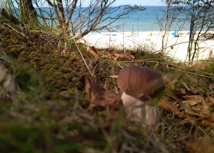 Apartment Magiczna Debina *